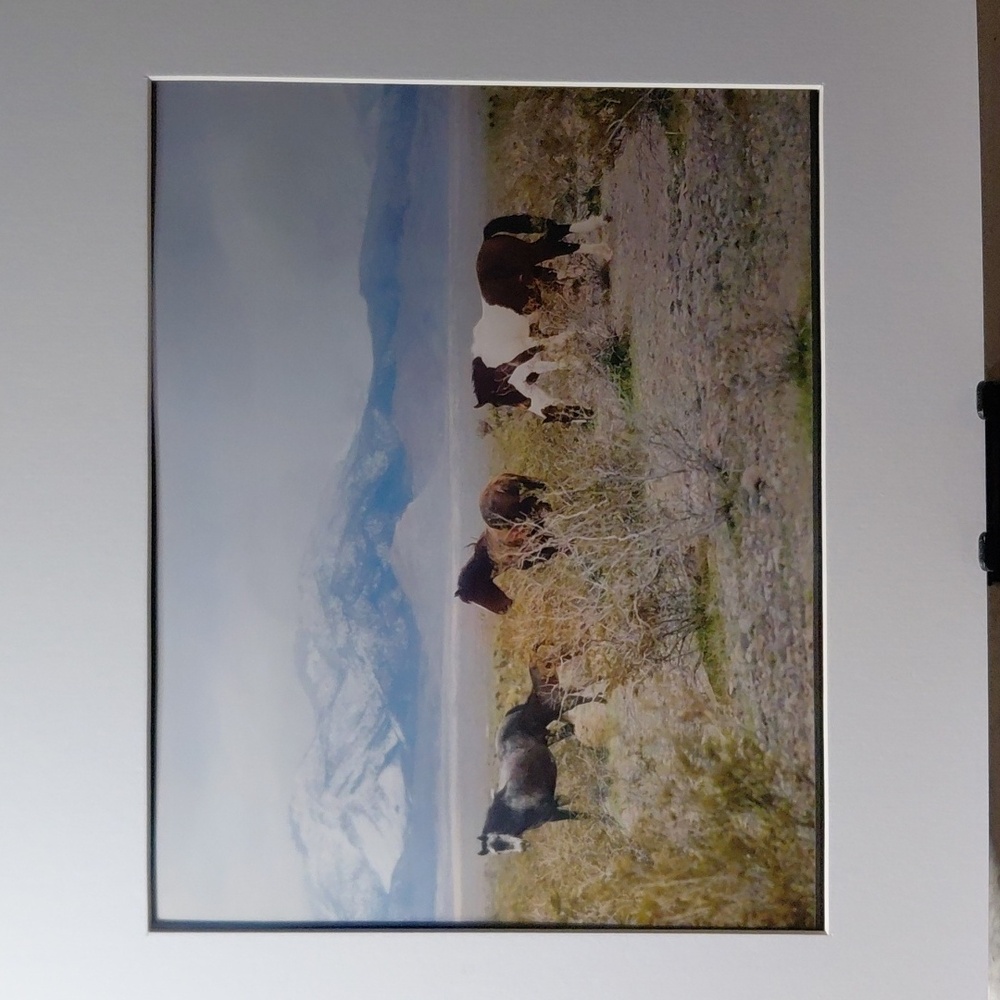 NWT - Mustangs And Colt By Jack E. Stiddard 8x10 Photo on 11x14 Mat